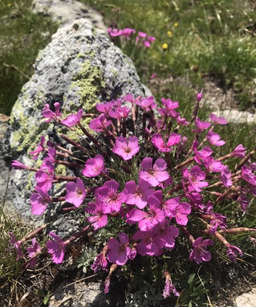 Dianthus sylvestris