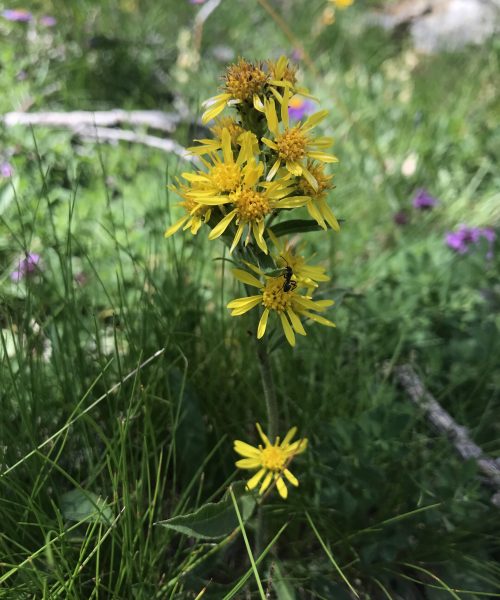 Solidago virgaurea minuta
