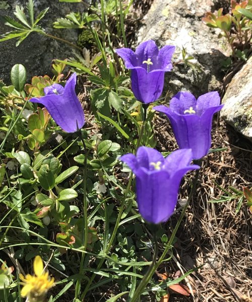Campanula scheuchzeri