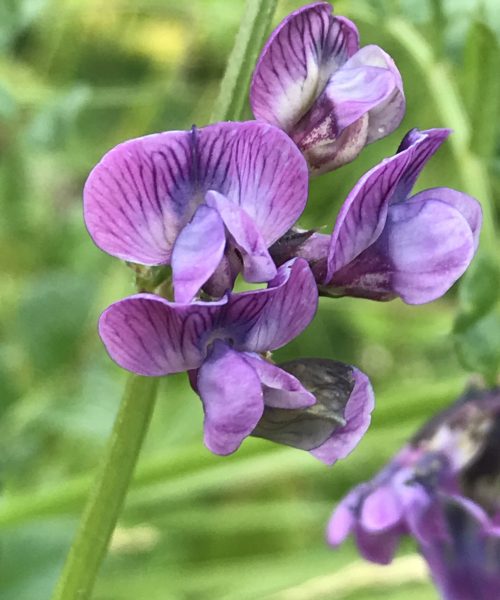 Vicia lathyroides