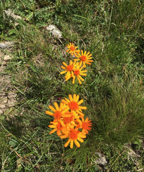 Senecio abrotanifolius