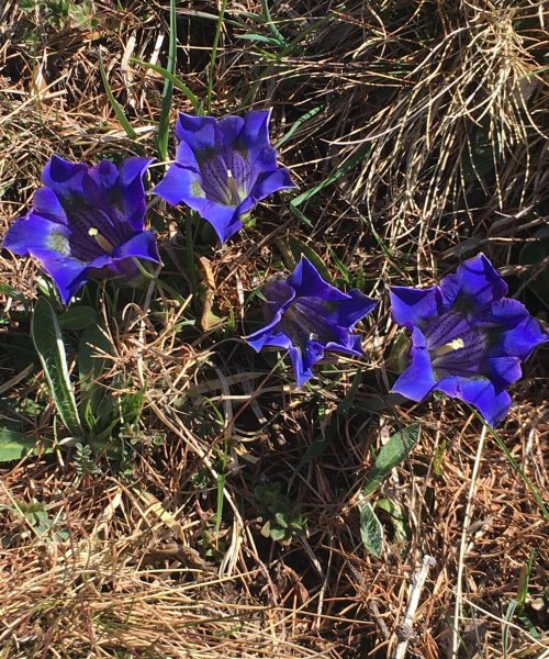 Gentiana acaulis