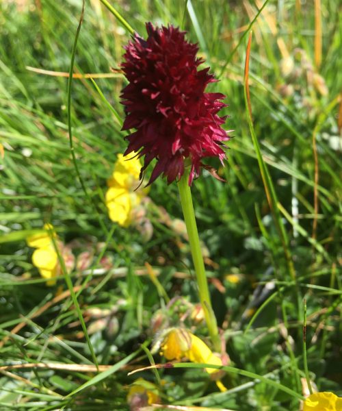 Nigritella rhellicani
