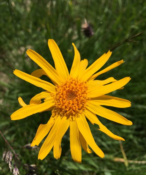 Arnica montana