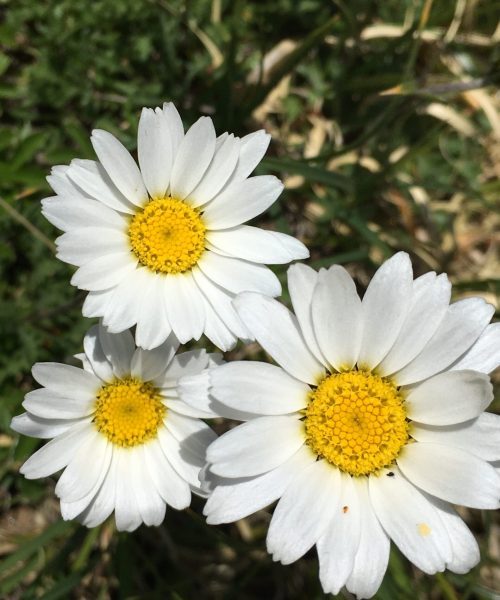 Leucanthemopsis alpina