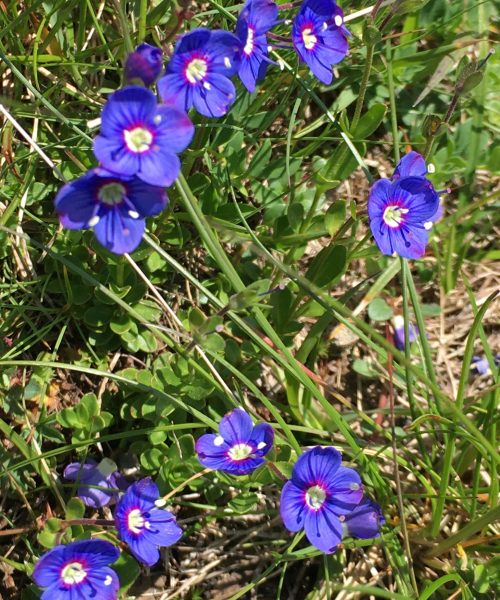 Veronica fruticans