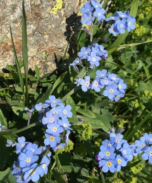 Myosotis alpestris