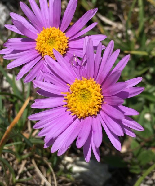 Aster alpinus