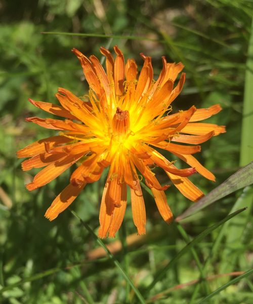 Hieracium aurantiacum