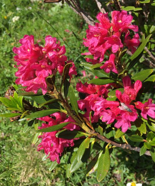 Rhododendron ferrugineum