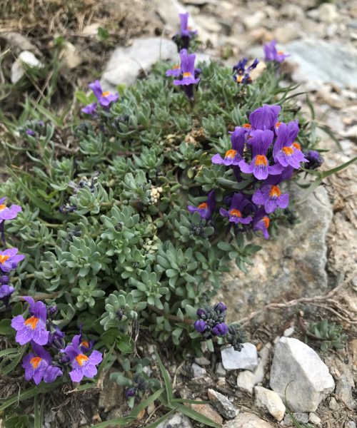 Linaria alpina