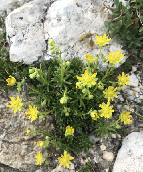 Saxifraga aizoides