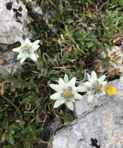 Leontopidum alpinum
