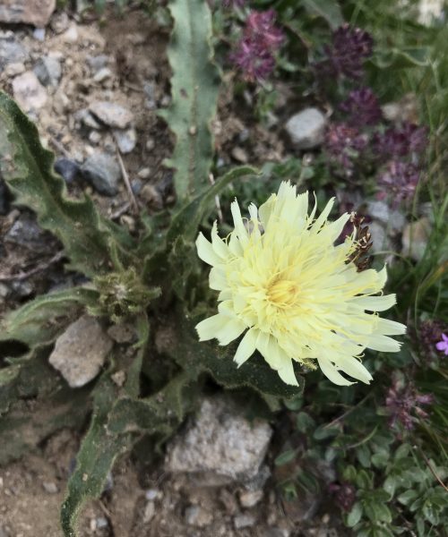 Hieracium intybaceum